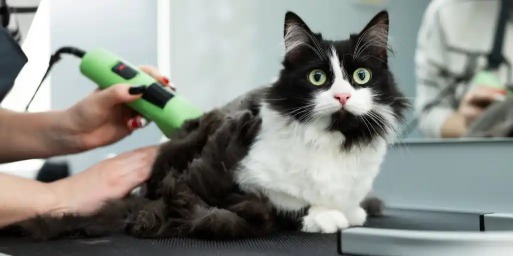 chat tondu