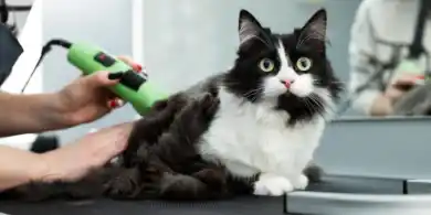 chat tondu